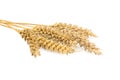 Ears Of Dried Wheat On White Background