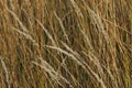 Ears of dry grass against background of tall yellow dry grass