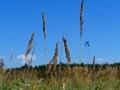 Ears of field cereals against sky Royalty Free Stock Photo