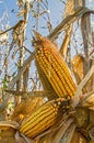 Ears of field corn on the stalks in a farm field Royalty Free Stock Photo