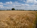 Flowing field of golden wheat