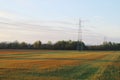 Pylon and cables over a cereal field in April in Paracuellos de Jarama, Spain.