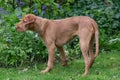 Ears flapping young wirehaired Vizsla puppy