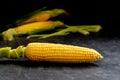Ears of fresh sweet corn on dark background. Bunch of ripe golden corn cobs. Low key photo. Close-up. Selective focus. Blurred Royalty Free Stock Photo