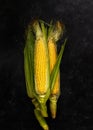 Ears of fresh sweet corn. Ripe golden corn cobs on black background. Dark low key photo. Close-up. Selective focus Royalty Free Stock Photo