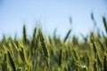 Ears of gold and green triticale Royalty Free Stock Photo