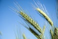 Ears of golden triticale against the sky Royalty Free Stock Photo