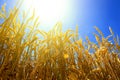 Ears of golden wheat against the backdrop of a bright blue sky lit by the rays of a hot summer sun Royalty Free Stock Photo