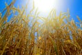 Ears of golden wheat against the backdrop of a bright blue sky lit by the rays of a hot summer sun Royalty Free Stock Photo
