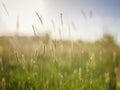 Background of ripening ears of meadow wheat field Royalty Free Stock Photo