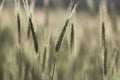 Ears of golden wheat close up. Background of ripening ears of meadow wheat field. Blurring the focus. The concept of Royalty Free Stock Photo