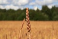 Ears of golden wheat close up