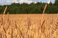 Ears of golden wheat close up