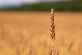 Ears of golden wheat close up