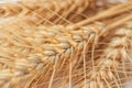 Ears of golden wheat in close- up. Rich harvest Concept. Label art design Royalty Free Stock Photo