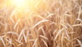 Ears of golden wheat closeup. Wheat field. Beautiful agriculture background