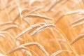 Ears of golden wheat closeup. Wheat field