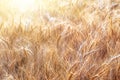 Ears of golden wheat closeup. Wheat field