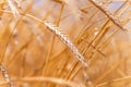 Ears of golden wheat closeup. Wheat field