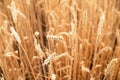 Ears of golden wheat closeup. Wheat field