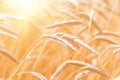 Ears of golden wheat closeup. Wheat field