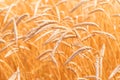 Ears of golden wheat closeup. Wheat field