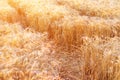 Ears of golden wheat closeup. Wheat field