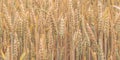 Ears of golden wheat in the field. Agriculture scene. Spikelets of wheat close-up. Selective focus. Beautiful wallpaper. Nature Royalty Free Stock Photo