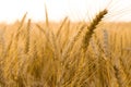 Ears of golden wheat on the field close up. Beautiful Nature Sunset Landscape. Rural Scenery under Shining Sunlight Royalty Free Stock Photo