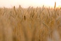 Ears of golden wheat on the field close up. Beautiful Nature Sunset Landscape. Rural Scenery under Shining Sunlight Royalty Free Stock Photo