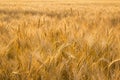 Ears of golden wheat on the field close up. Beautiful Nature Sunset Landscape. Rural Scenery under Shining Sunlight Royalty Free Stock Photo