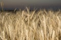 Ears of golden wheat on the field close up. Beautiful Nature Sunset Landscape. Rural Scenery under Shining Sunlight Royalty Free Stock Photo