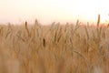 Ears of golden wheat on the field close up. Beautiful Nature Sunset Landscape. Rural Scenery under Shining Sunlight Royalty Free Stock Photo
