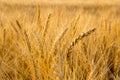 Ears of golden wheat on the field close up. Beautiful Nature Sunset Landscape. Rural Scenery under Shining Sunlight Royalty Free Stock Photo