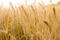 Ears of golden wheat on the field close up. Beautiful Nature Sunset Landscape. Rural Scenery under Shining Sunlight Royalty Free Stock Photo