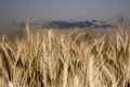 Ears of golden wheat on the field close up. Beautiful Nature Sunset Landscape. Rural Scenery under Shining Sunlight Royalty Free Stock Photo