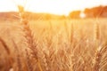 Ears of golden wheat in the field at sunset light Royalty Free Stock Photo