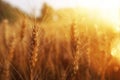 Ears of golden wheat in the field at sunset light Royalty Free Stock Photo