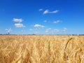 Ears of golden wheat field with wind power Royalty Free Stock Photo