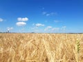 Ears of golden wheat field with wind power Royalty Free Stock Photo