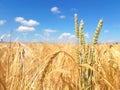 Ears of golden wheat field with wind power Royalty Free Stock Photo