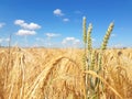 Ears of golden wheat field with wind power Royalty Free Stock Photo