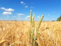 Ears of golden wheat field with wind power Royalty Free Stock Photo