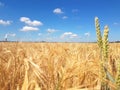 Ears of golden wheat field with wind power Royalty Free Stock Photo