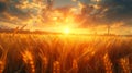 Ears of golden wheat and a mill. Beautiful natural landscape at sunset. A field with wheat Royalty Free Stock Photo