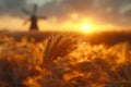 Ears of golden wheat and a mill. Beautiful natural landscape at sunset. A field with wheat Royalty Free Stock Photo
