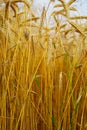 Triticale, a hybrid of wheat and rye. Royalty Free Stock Photo