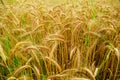 Triticale, a hybrid of wheat and rye.