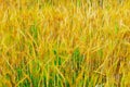 Triticale, a hybrid of wheat and rye. Royalty Free Stock Photo