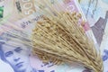 Ears and grains lying on Ukrainian hrivnya banknotes Royalty Free Stock Photo